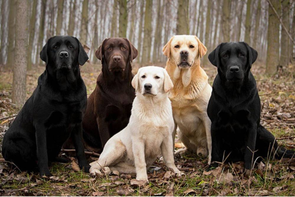 Учёные Финляндии научили собак распознавать больных COVID-19