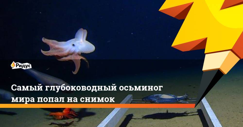 Самый глубоководный осьминог мира попал на снимок