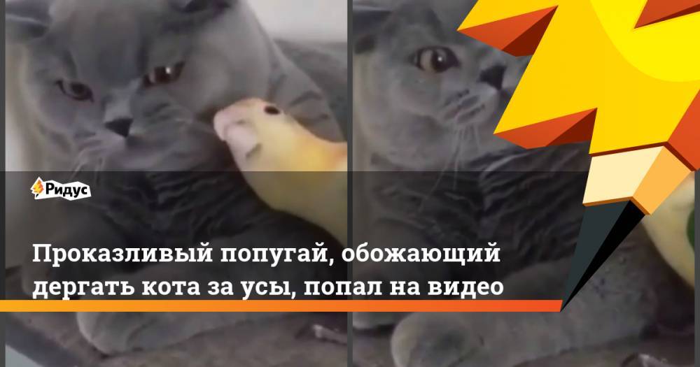 Проказливый попугай, обожающий дергать кота за усы, попал на видео