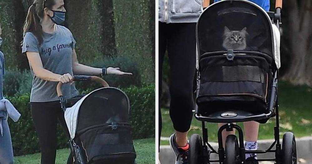 Кошка Дженнифер Гарнер в детской коляске на прогулке покорила Сеть