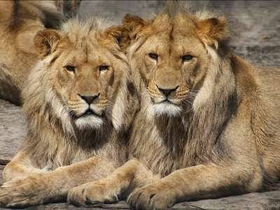 В Австралии работницу зоопарка едва не растерзали львы