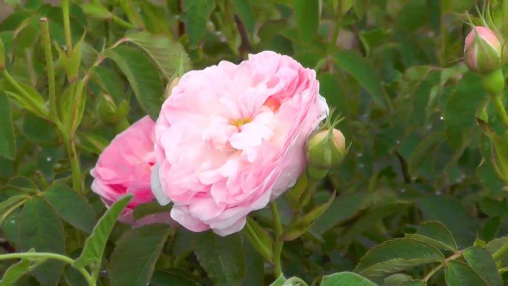 Эфирномасличные розы собирают на крупнейшем в России поле.