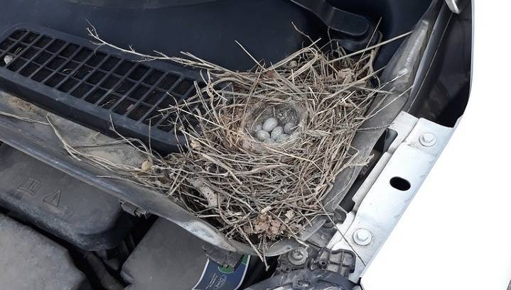 Жительница Челябинска обнаружила под капотом машины гнездо трясогуски