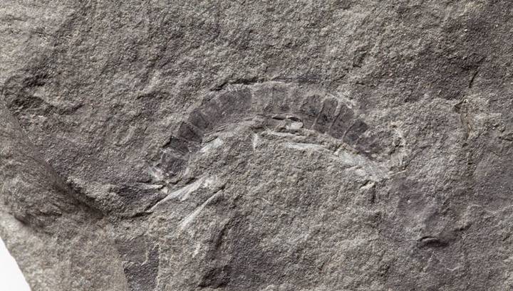 Палеонтологи изучили самое древнее сухопутное членистоногое