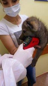 На Южном Урале щенка поместили на карантин по коронавирусу