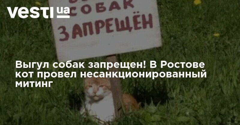 Выгул собак запрещен! В Ростове кот провел несанкционированный митинг