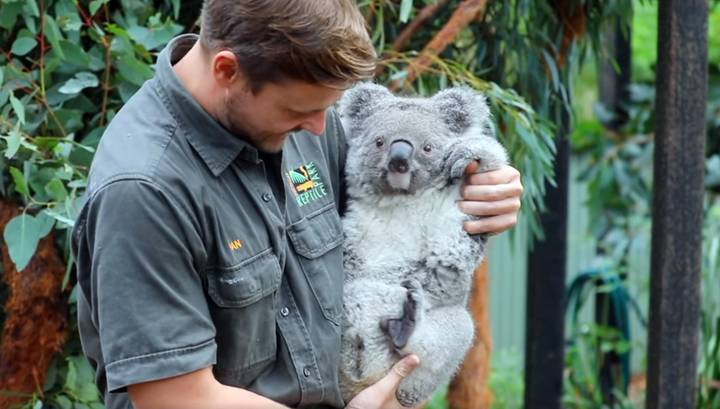 Жизнь продолжается: в Австралии после пожаров родилась первая коала