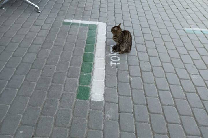 Соблюдающий дистанцию кот в Казахстане рассмешил пользователей Сети