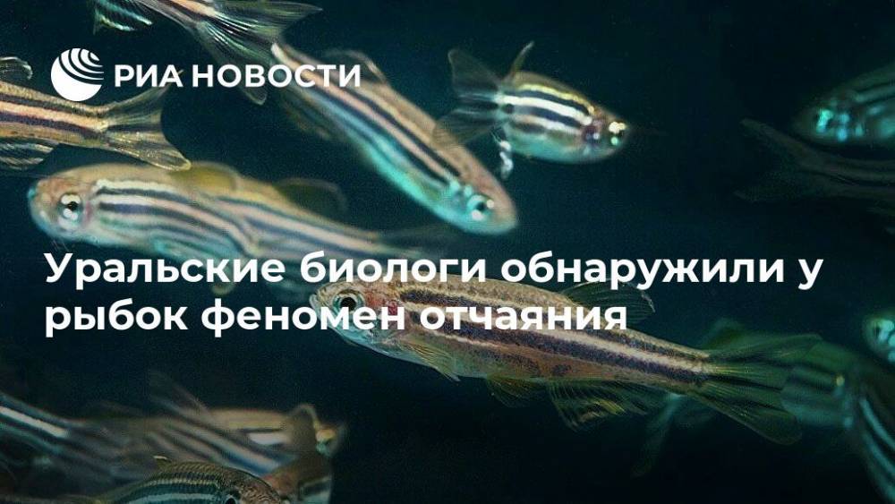 Уральские биологи обнаружили у рыбок феномен отчаяния