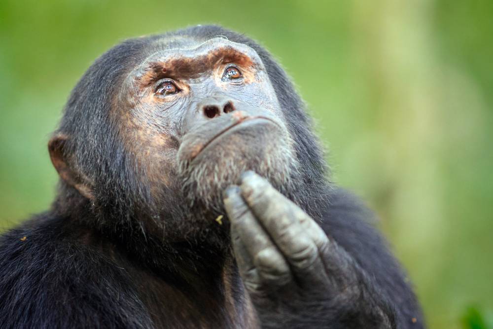 В Индии обезьяны украли с лаборатории образцы крови пациентов с коронавирусом