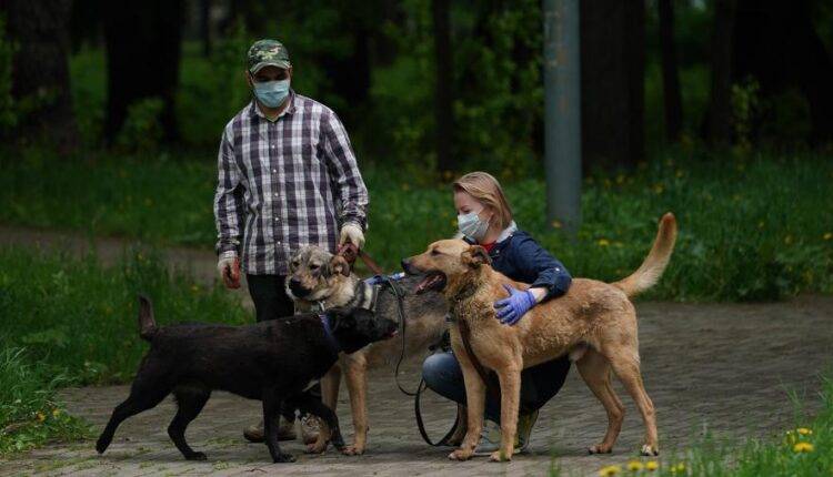 В Москве с 1 июня разрешат гулять с собаками на расстоянии до 2 км от дома