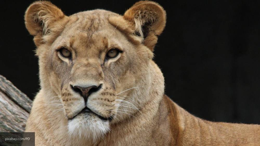 Сотрудница зоопарка в Австралии выжила после нападения двух львиц