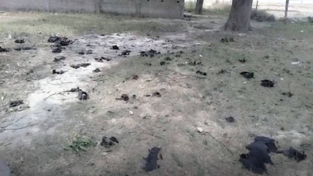 Сотни упавших с неба мертвых летучих мышей напугали деревню