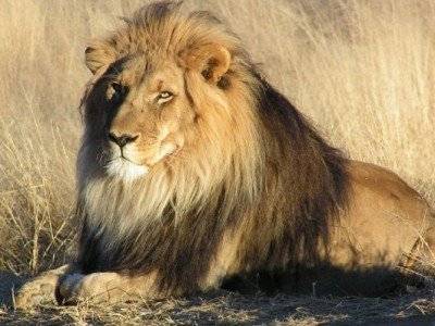 В Австралии львы напали на сотрудницу зоопарка