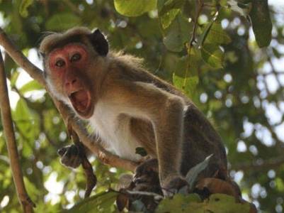 В Индии обезьяны выкрали пробы крови для тестов на коронавирус