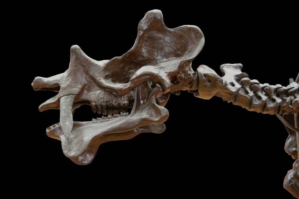 В Великобритании обнаружили останки древнего птерозавра