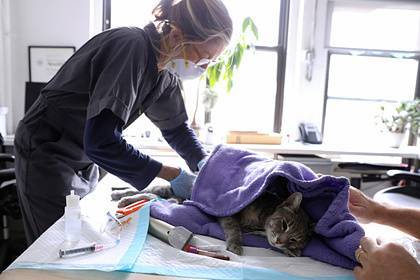 Во Франции впервые коронавирусом заразилась кошка