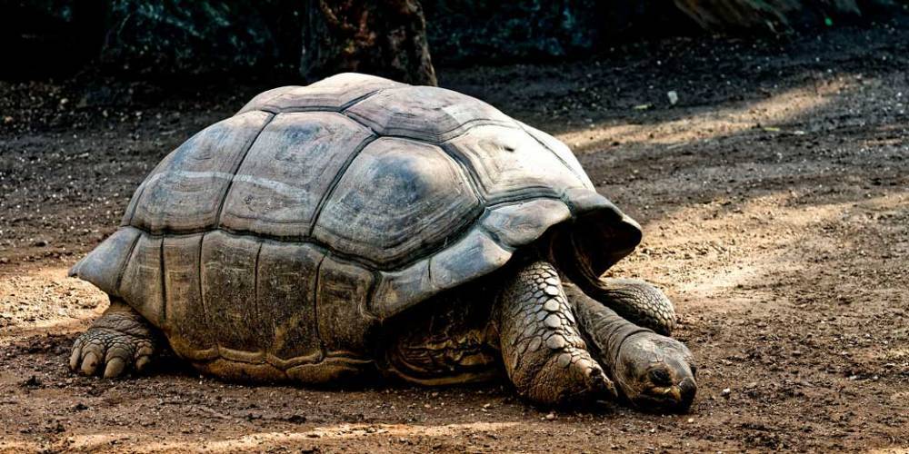 Черепаха-предсказательница отметила 100-летний юбилей