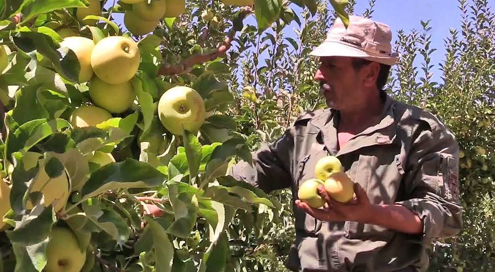 В Алеппо фермеры собрали первый урожай после войны
