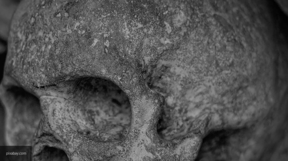 Жительница Ленобласти нашла череп человека во время прогулки в лесу