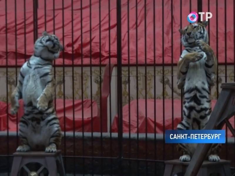 В Петербурге застряли на самоизоляции тигры и слоны из Италии