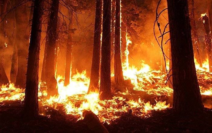 Горит полигон НВС в Адажи: пожарные не могут справиться с огнем