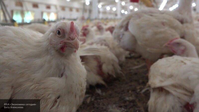 Британский ученый заявил о глобальной опасности "куриной" пандемии