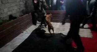 В Азербайджане арестованы устроители собачьих боев
