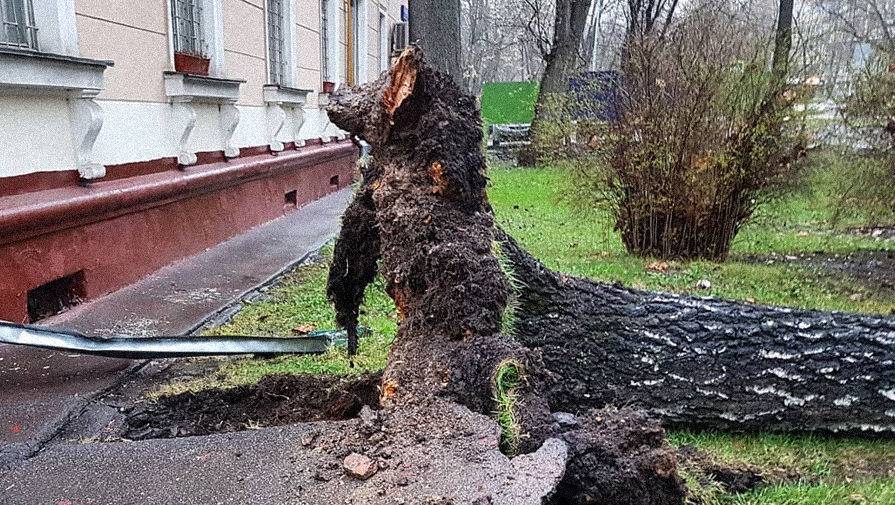 В Москве в результате непогоды повалены 70 деревьев