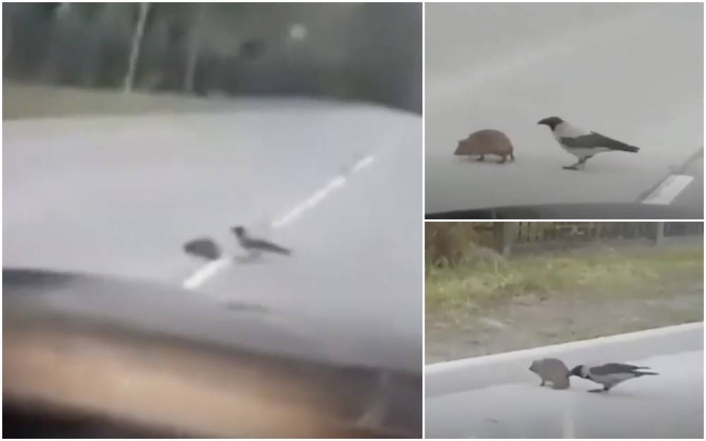 Милота недели: ворона помогает ежу перейти дорогу (видео) - zr.ru