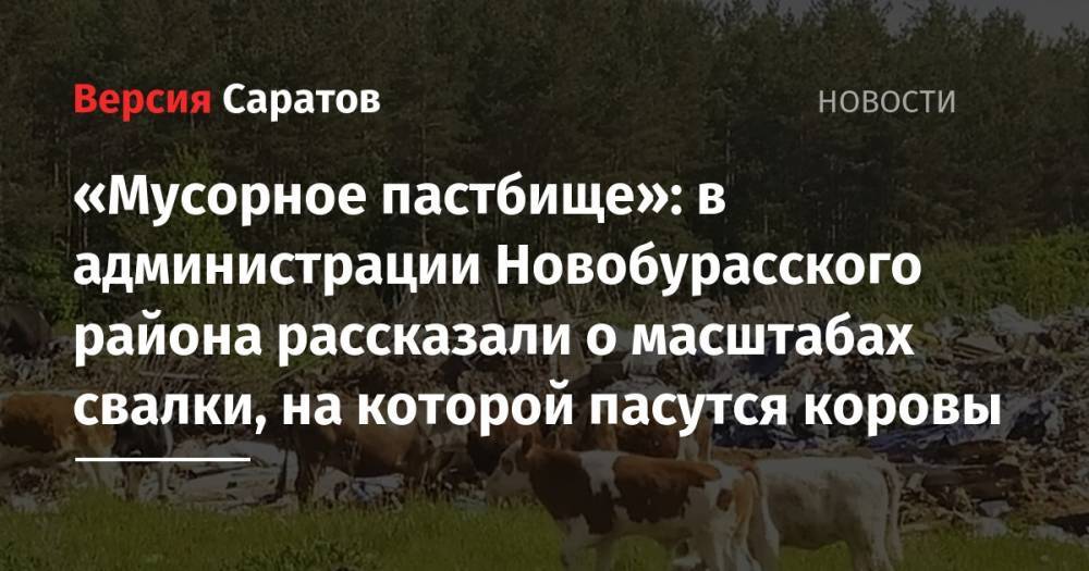 «Мусорное пастбище»: в администрации Новобурасского района рассказали о масштабах свалки, на которой пасутся коровы