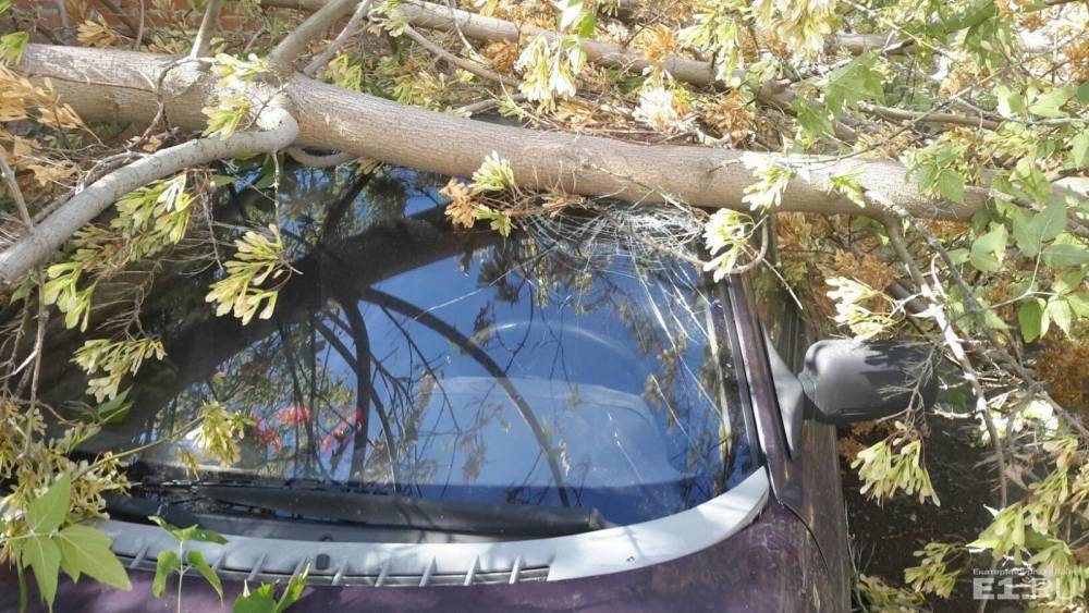 СМИ: Упавшее дерево оборвало провода и повредило две машины на северо-востоке Москвы