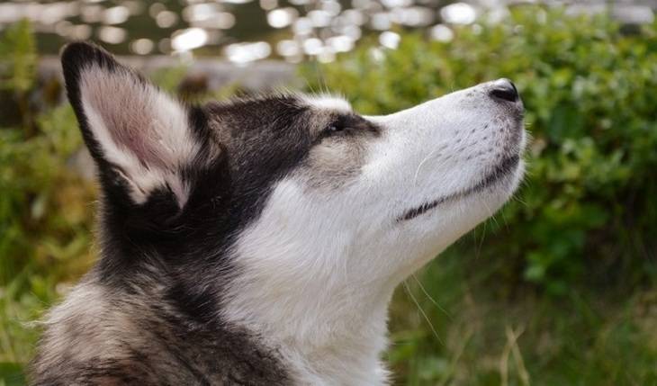 Финны научили собак «диагностировать» коронавирус