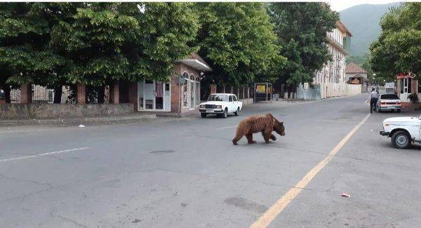 В азербайджанский Шеки забрёл бурый медведь — видео