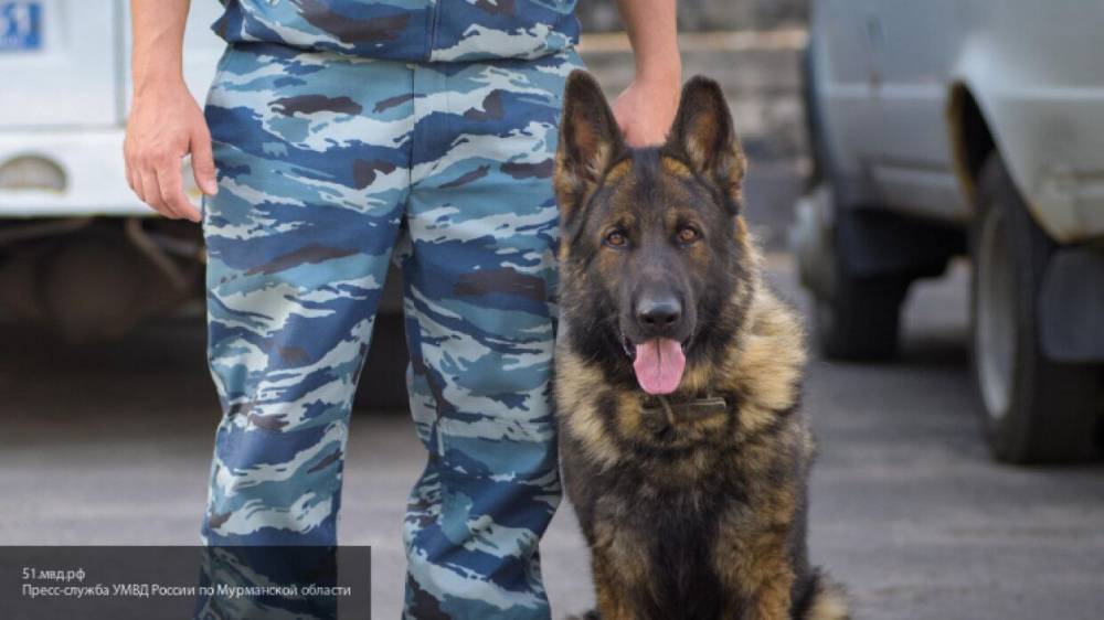 Полицейская собака нашла в болоте пропавшего мальчика из Чувашии