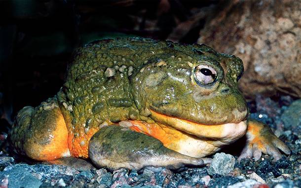 Серые жабы начали просыпаться на природных территориях Москвы