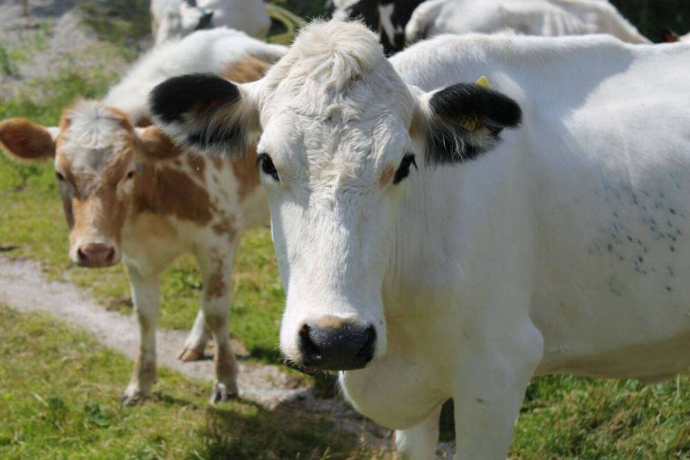 Власти Курганской области бесплатно раздадут скот жителям, которые потеряли работу из-за пандемии