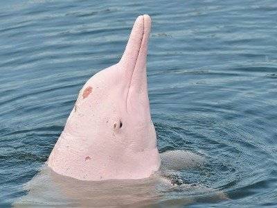 В Таиланде замечены редкие розовые дельфины