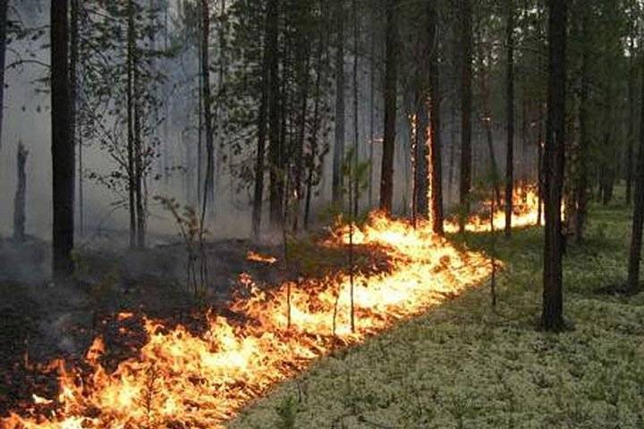 Пожары охватили более 40 тысяч гектаров российского леса