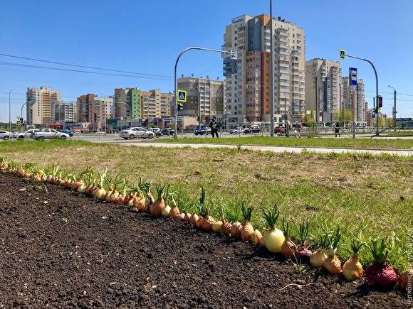 Глава Центрального района Челябинска рассказал, кто посадил лук-репку на клумбе