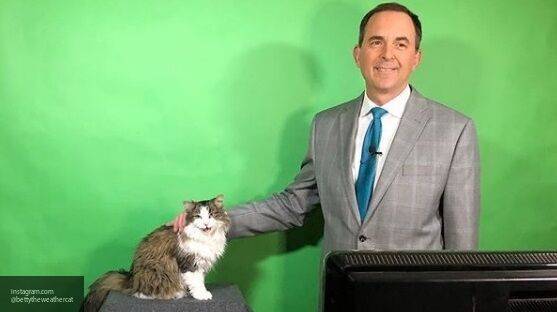 Кошка ведущего прогноза погоды стала звездой американского телеканала