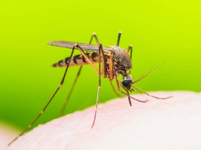 Ученые нашли микроб, защищающий комаров от малярии - Cursorinfo: главные новости Израиля