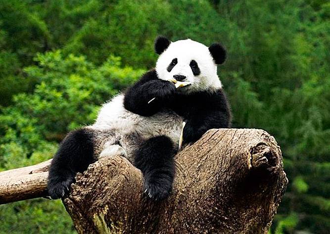 Большая панда перестала быть вымирающим видом