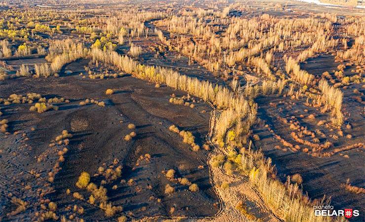 Выжженая земля. Фотограф снял, что стало с поймой Днепра возле Речицы в результате лесных пожаров — шокирующие фото