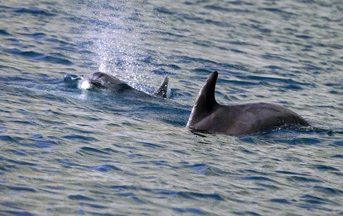 Жительница Батуми спасла дельфина во время утренней пробежки - фото