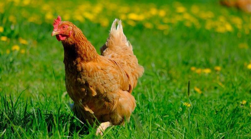 Полиция в США разыскивает «агрессивную курицу», которая «терроризирует» клиентов банка - usa.one - США - штат Луизиана