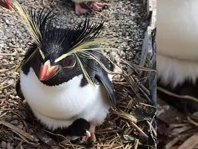 В Британии птенца редкого хохлатого пингвина назвали в честь новорожденного сына премьер-министра