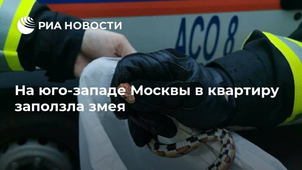 На юго-западе Москвы в квартиру заползла змея