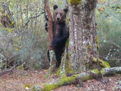 Бурого медведя заметили на севере Испании впервые за 150 лет