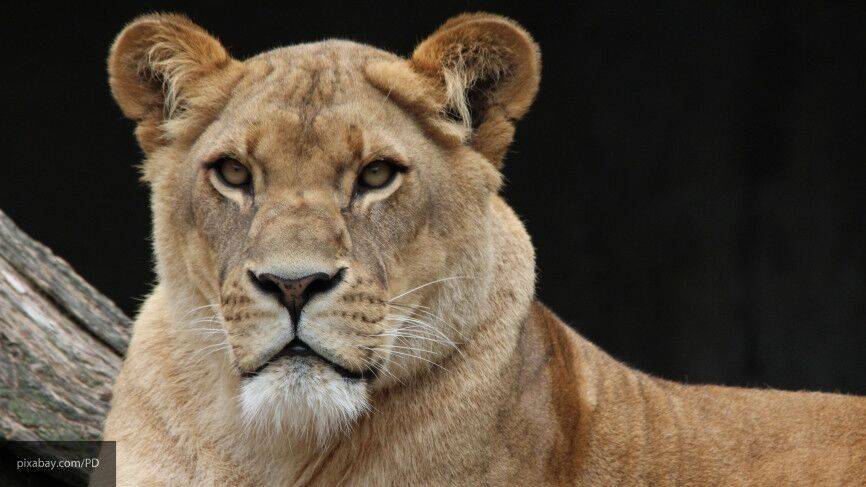 Ученые установили дату ухода пещерных львов от своих собратьев